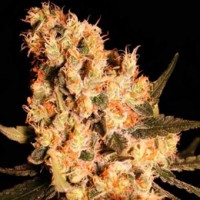 Jamaican Dream